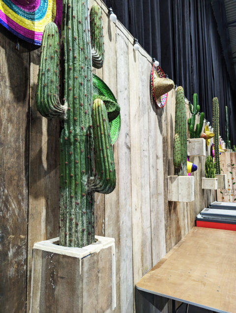 Verde Assortment Cactussen