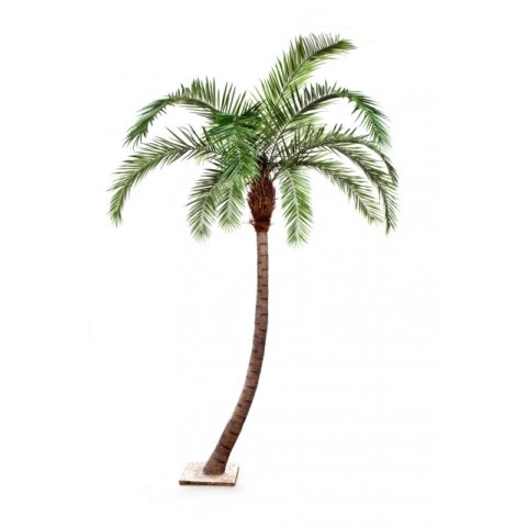Palm Big