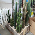 Assortment Cactussen